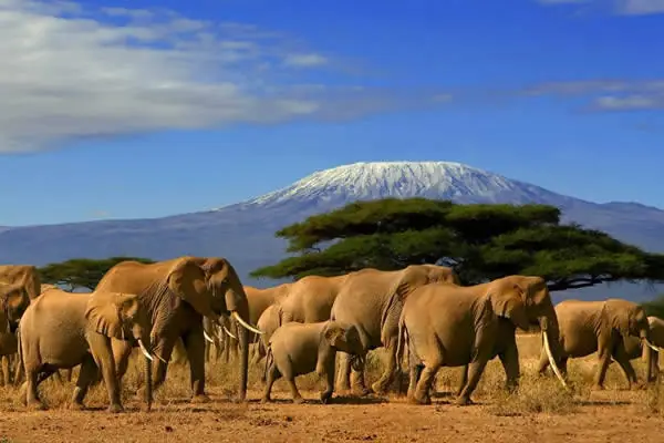 Kilimanjaro to Mombasa Safari